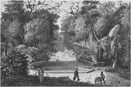 Figure 2. A tropical garden in the Pamplemousses district in Mauritius. Jacques-Gérard Milbert, line engraving from Le Voyage Pittoresque a l’Ile de France, 1812. Courtesy of Alamy.