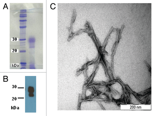 Figure 1. (A) Coomassie-stained SDS-PAGE of the SHaPrP27–30 sample subjected to SAXS analysis. (B) After SDS-PAGE, a sample was electroblotted onto a PVDF membrane and blotted with antibody 3F4. (C) Negative stain TEM of the same sample.