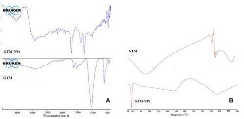 Figure 5 IR (A) and DSC (B) of GTM and optimized gentamycin chitosan nanoparticles (GTM-CHNPopt).