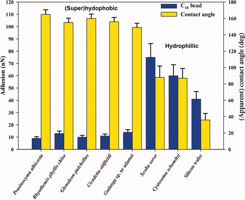 Figure 4. Graph displaying the relationship between the apparent contact angle and adhesion with the C18 particles on the hydrophilic and super/hydrophobic insect wing surfaces. Error bars represent SEs.