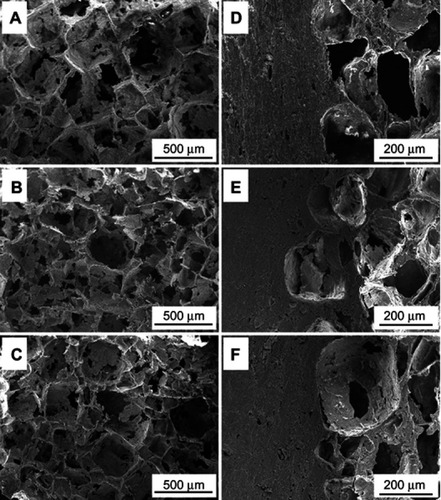 Figure 3 SEM micrographs of morphology of PK (A and D), PKLS (B and E) and PKNLS (C and F), and surface (A–C) and longitudinal section morphology (D–F) of samples.Abbreviations: PK: polyetheretherketone; PKNLS: polyetheretherketone–nanoporous lithium-doped magnesium silicate blend; PKLS: PK/lithium-doped magnesium silicate blend; SEM: scanning electron microscopy.