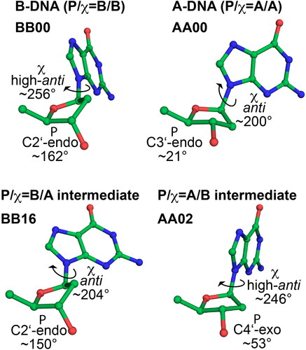 Figure 1. Sugar pucker and glycosidic torsion χ in A-DNA, B-DNA and two common intermediate conformers frequently found in protein-DNA complexes, present in dinucleotide conformations AA02 (P/χ = A/B) and BB16 (P/χ = B/A, see ref. Černý et al., Citation2020).