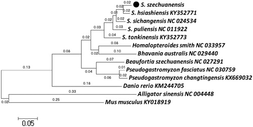 Figure 1. Phylogenetic tree showing the relationship among S. szechuanensis, 4 species of Sinogastromyzon, 5 other species of Balitoridae and 3 outgroup samplings bases on maximum-likelihood (ML) approach.
