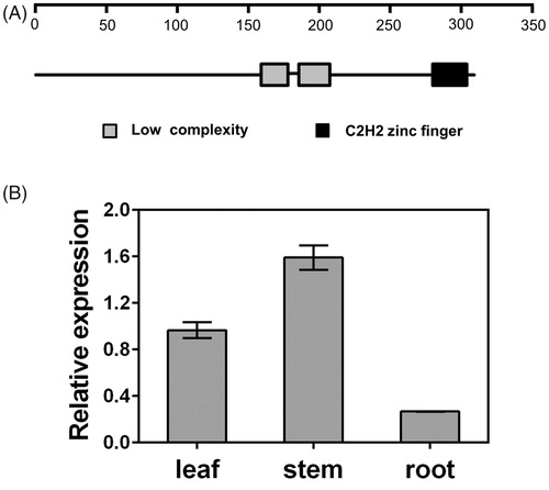 Figure 3. Conserved domains of PtHDT903 (A) and its expression in various organs (B). Note: Grey box represents the low complexity domains; black box represents the C2H2-type zinc finger domain. The mRNA levels of PtHDT903 in leaves, stems and roots were analysed using real-time PCR.