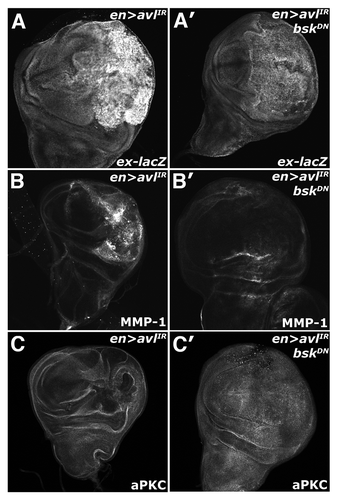 Figure 6 Endolysosomal activation of Yki requires Bsk activity. Confocal images of larval imaginal wing discs in which the ex-lacZ reporter has been placed in the background and of (A–C) en > syx7-IR and (A′–C′) en > syx7-IR, DN-Bsk animals and stained for (A) α-β-gal, (B) MMP1 and (C) aPKC to show disc morphology. Wing discs are oriented with the posterior compartment to the right.