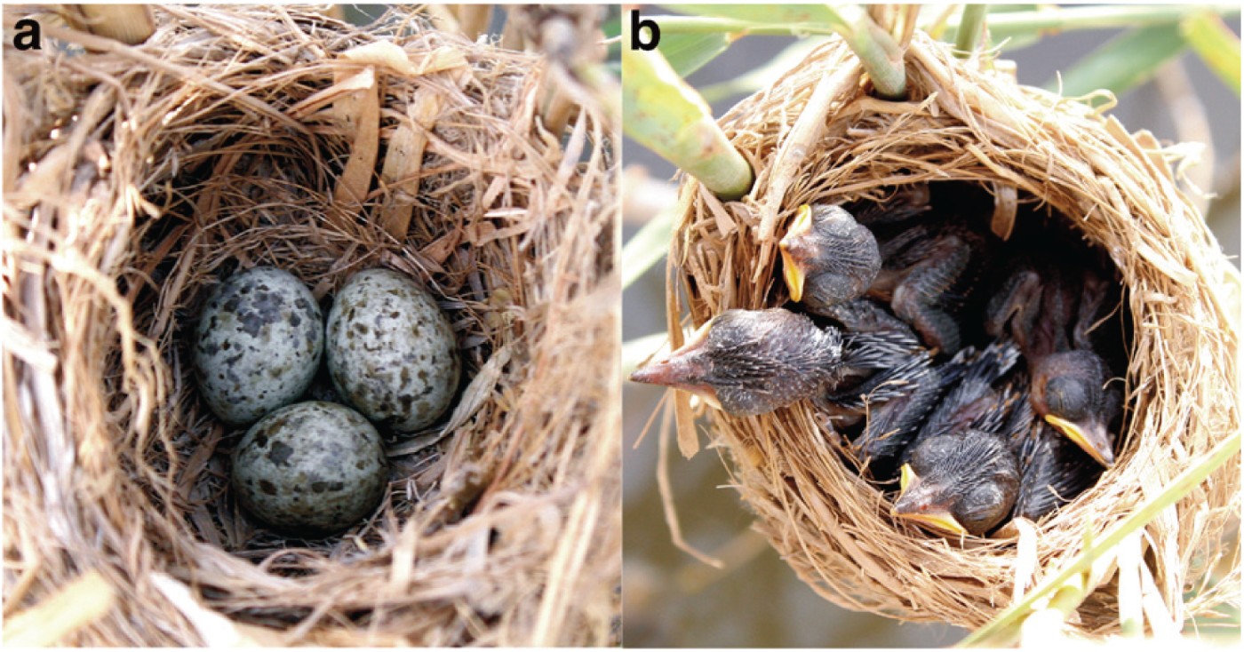 Figure 3 Basra Reed Warbler: (a)eggs, (b)nestlings.