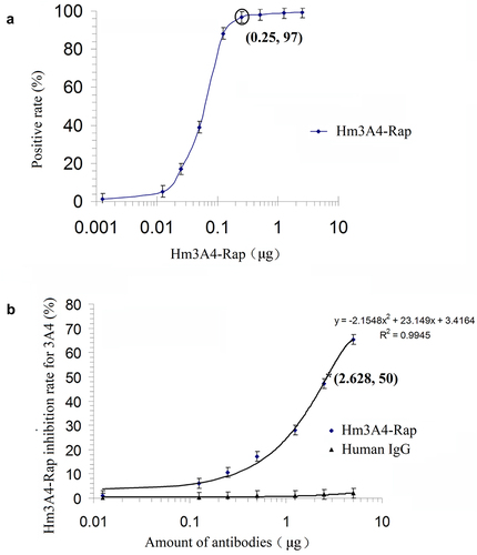 Figure 2. Antibody titration of Hm3A4-Rap (a) competitive binding assay results for 3A4-FITC (n = 3) (b). As the concentration of scFv3A4-FcRap antibody increased, its binding to antigen gradually reached saturation (n = 3). When 0.25 µg of scFv3A4-FcRap antibody reacts with 1 × 106KG1a cells, the positive cell rate can reach more than 97% (a). Competitive binding experiments showed that when the amount of antigen (number of cells) was fixed, as the amount of Hm3A4-Rap increased, the binding of 3A4 to the antigen gradually decreased (b).