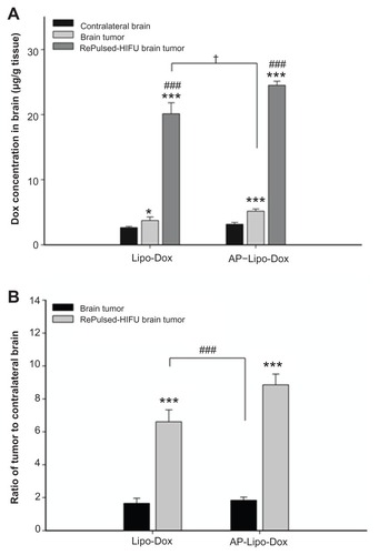 Figure 4 (A) Measurements of untargeted liposomal doxorubicin and AP-1-conjugated liposomal doxorubicin in the contralateral normal brain and the brain tumor without and with repeated sonication. Compared with the contralateral normal brain, there was a significant difference between the control tumors and the repeatedly sonicated tumors with the two drugs. The concentrations of doxorubicin in the brain tumors after repeated sonication were significantly higher than in brain tumors without sonication. *,***,###Significant difference compared with contralateral normal brain and the nonsonicated brain tumor, respectively. (B) Derived tumor-to-contralateral brain ratios without and with repeated sonication after drug administration. The values of the ratios are significantly elevated after application of repeated sonication.Notes: *P < 0.05; ***P < 0.001; ###P < 0.001; n = 3.Abbreviations: AP-1, atherosclerotic plaque-specific peptide-1; Lipo-Dox, liposomal doxorubicin; HIFU, high-intensity focused ultrasound.