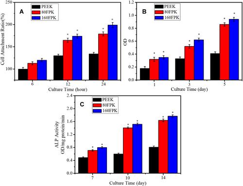 Figure 7 Attachment ratios (A), OD values (B) and ALP activities (C) of MC3T3-E1 cells on PEEK, 80FPK and 160FPK at different times after culturing (*p < 0.05, vs. PEEK).