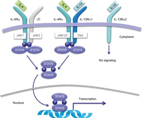 Figure 1 Receptor signaling for IL-4 and IL-13.Source: Copyright 2014. Dove Medical Press. Reproduced from Vatrella A, Fabozzi I, Calabrese C, Maselli R, Pelaia G. Dupilumab: a novel treatment for asthma. J Asthma Allergy. 2014;7:123–130.Citation32