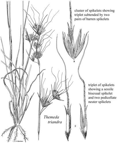 Figure 3. A line diagram of a T. triandra tussock, panicle, spikelet, and seed diaspore morphology. Source:Gardner (Citation1952).