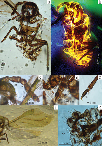 Figure 4. (a) Retinaphis glandulosa, ventral side of the body; (b) R. glandulosa, ventral side of the body, view under fluorescence microscope; (c) R. glandulosa, right antenna; (d) R. glandulosa, apical part of rostrum; (e) R. glandulosa, hind tarsus; (f) R. glandulosa, fore and hind wing; (g) R. glandulosa, apical part of abdomen, Ov – ovipositor.