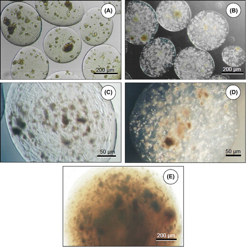 Figure 2. Phase contrast micrographs of cultured hepatocytes encapsulated in ACA microcapsules (A, C), alginate microbeads (B, D), and chitosan beads (E) on day 3 of culture.