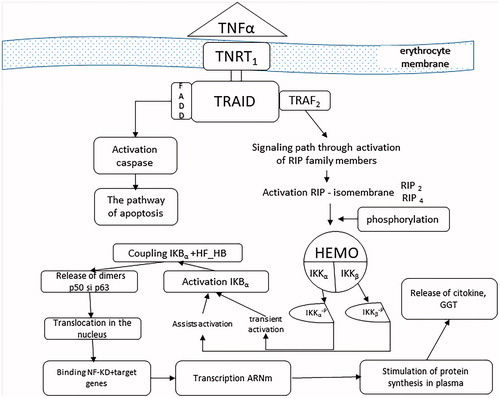 Figure 3. The process of activating the enzymatic synthesis of GGT, the source of its increasing circulating concentration.