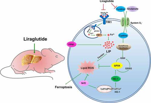 Figure 7. The schematic description of ferroptosis involved in liver of db/db mice. The diabetic mice owned a high glycemic index in whole body, accompanied with hepatic fibrosis and iron overload. The high level of TfR1 and lower level of FPN1 contributed to elevated LIP in liver. The excessive Fe2+ could aggravate lipid ROS generation by Fenton action. The unbalance system Xc− could lead to glutathione exchange was inhibited, GSH synthesis was decreased, GPX4 was declined, resulting in ferroptosis. Nrf2 could promote HO-1 expression to elevated GPX4, against as lipid ROS injury. The liraglutide could decrease the overload iron level in liver by adjusting the TfR1 and FPN1 expression. The liraglutide could improve system Xc− and Nrf2 /HO-1 pathway to against to ferroptosis in liver of db/db mice.