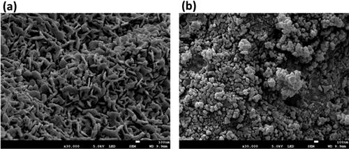 Figure 6. SEM imaging of (a) FeO and (b) FeO2 observed at 100 nm.