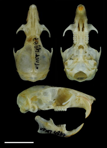 Figure 3. Dorsal, ventral, and lateral cranial views and lateral view of the mandible of Oecomys jamari sp. nov. (UFMT4887, female, holotype): Scale: 10 mm.