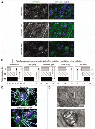 Figure 2 Identification and quantitation of autophagosomes in the cerebral cortex of food-restricted mice. GFP-LC3 transgenic mice were food-restricted for 24 or 48 hours, and then the brain was isolated and sagittal vibratome-cut sections were analyzed by confocal microscopy. (A) Representative flattened images of GFP-LC3 signal in cortical neurons are shown. A merged fluorescent image for each mouse is shown in the right-hand column; GFP-LC3 (green), nuclei (blue). (B) Quantitative analysis of autophagosomes in cortical neurons. Data are shown as the average + SE of 50 cells from 2 or 3 mice per group; ap < 0.001, bp < 0.01, cp < 0.05. A 3D rendering of these neurons in normal-fed and food-restricted mice is shown in (C). The isosurface tool was used to demarcate the nuclei (blue) and autophagosomes (green), and neurites were traced with filament tracker, using IMARIS software (Bitplane, Inc.). (D) A TEM image from a section of cortical neuron from a 48-hour food-restricted mouse is shown; the boxed area is enlarged to better demonstrate that the enclosed structure is double-membraned.