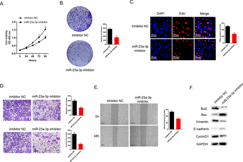 Figure 2. Decreasing expression level of miR-23a-3p could inhibit cholangiocarcinoma proliferation, invasion, as well as migration. (a) Cell viability curve of miR-23a-3p inhibitor as well as inhibitor NC groups in HUCCT1 cells measured by CCK-8. (b-c) Colony formation as well as EdU assays confirmed the cell proliferation ability of miR-23a-3p inhibitor and inhibitor NC groups in HUCCT1 cells, respectively. (d) Transwell assays evaluated cell invasion as well as migration abilities when miR-23a-3p been knockdown. (e) Wound healing test confirmed cell migration ability when miR-23a-3p been knockdown. (f) Quantitation of proteins correlated to apoptosis (Bax and Bcl-2), EMT pathway biomarkers correlated to tumor transition (Vinmentin and E-cadherin) and cell cycle protein (CyclinD1) were determined by Western blot.