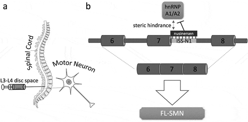 Figure 1. Overview of the administration and the mode of action of nusinersen. (a) The drug is administered into the fluid surrounding the spinal cord in the lumbar region usually between the disc space of L3–L4. The compound can then reach the target cells, the motor neurons. (b) In the nuclei of the motor neurons the synthetic antisense oligonucleotide nusinersen binds specifically to the intronic splicing silencer in intron 7 (ISS-N1) of SMN2 pre-mRNA and prevents the splicing repressor hnRNP A1/A2 from binding (without steric hindrance, binding of hnRNPA1/A2 would cause exon 7 exclusion). Nusinersen leads therefore to the inclusion of SMN2 exon 7, producing the stable, fully functional, full-length SMN (FL-SMN) protein. (only relevant exons are shown, not to scale).