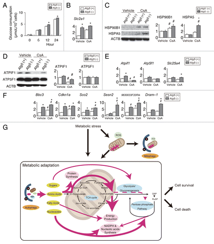 Figure 6. Autophagy deficiency worsens energy status in response to cyclosporin A (CsA)-treatment. Autophagy-competent [Atg5 (+)] and autophagy-deficient [atg5 (−)] kidney proximal tubular cells were treated with CsA. (A) Glucose uptake. (B) mRNA expression level of Slc2a1. (C) Level of endoplasmic reticulum stress markers. (D and E) Protein (D) and mRNA (E) levels of Atpif1. (F) mRNA expression levels of metabolism-related genes. (G) Schematic representation of metabolic stress and autophagy. Magenta lines indicate the metabolic adaptation pathway through autophagy. Data are means ± SE of three to six experiments. Fold expression normalized to that of vehicle-treated Atg5 (+) cells. *P < 0.05 vs. Atg5 (+) cells of corresponding treatment; #P < 0.05 vs. vehicle-treated controls.