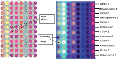 Figure 3. An in-house created liquid-based sensor array showing changes in color (left) and fluorescence in the image (right) in the presence of various narcotic samples. The color changes compared to a water control sample can be used to identify the analytes.