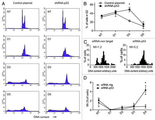 Figure 5. Effect of silencing TP53 on the cell cycle response of PA-1 cells after ETO treatment. PA-1 cells were treated with 8 µM ETO for 20 h, then washed and examined at the indicated time points by (A and B) flow cytometry, (C) DNA image cytometry and (D) mitotic counts. (A) Both control plasmid and shRNA p53-silenced cells undergo a G2M arrest after ETO treatment, which is, however, more profound from day 3 in TP53-silenced cells. The TP53-silenced cells also show a larger increase in the ≥ 4C cell fraction in response to ETO treatment. Conversely, the recovering G1-2C fraction is reduced. By day 5, the relative proportion of the G2 fraction is diminished in both samples, due to the increase in apoptosis. (B) The proportion of cells in G2 was enumerated over the time course in three independent experiments with the mean and SEM plotted (* p < 0.05). (C) DNA image cytometry analysis was also performed on day 4 after ETO treatment. Apoptotic cells were excluded from the measurements, and highlighted more clearly the relationship between the increased 4C fraction and relative delay in recovery of the proliferating G1-2C fraction (reduced 2.5-fold) after TP53-silencing. The corresponding mitotic index (MI) at this time point is also shown. For full cell cycle dynamics over the time course in this experiment, please see Fig. S6. Data representative of two similar experiments. (D) Mitotic counts were performed on control plasmid or shRNA p53-silenced cells over time after ETO treatment. The results from three independent experiments show a significant increase in the proportion of mitoses after TP53 silencing (* p < 0.05).