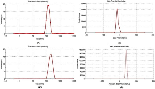 Figure 5. (A) VS, and (B) zeta potential graph of optimized QT-BS formulation (QT-BS3opt) and (C) VS, and (D) zeta potential graph of optimized chitosan coated QT-BS formulation (CS-QT-BS3opt1).