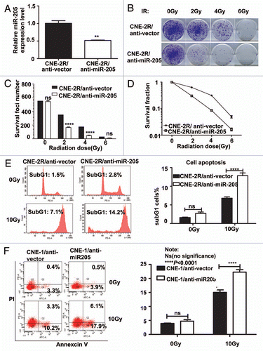 Figure 4 Suppression of Mir 205 in CNE-2R cells leads to radiosensitivity to IR-regulated cell death. (A) Lentiviral anti-miR-205 leads to miR-205 suppression in CNE-2R cells. CNE-2R cells were transfected with lenti-virus based copGFP-anti-miR-205 vector. Expression of miR-205 was quantitated by q-RTPCR. (B) CNE-2R overexpressing anti-miR-205 becomes more IR sensitive. Indicated anti-miR-205-overexpressing CNE-2R cells were plated in triplicate and exposed to a range of IR doses (0–6 Gy). The forci-formation was indicated. (C) anti-miR-205-overexpressing CNE-2R cells have reduced numbers of forci formation. The numbers of foci-formation were presented as bar graphs. (D) anti-miR-205-overexpressing CNE-2R cells have reduced survival fraction. Survival fractions were calculated as described above based on the data from experiments in (C). (E) anti-miR-205-overexpressing CNE-2R cells is sensitive to IR-induced cell death. Indicated cells were treated with or without 10 Gy IR and the cells were stained with PI for measuring the percentage of sub G1 cells. Three independent experiments were done. The percentage of sub G1 cells in experiment was presented as bar graphs. ns, no significance; ****p < 0.0001. (F) anti-miR-205-overexpressing CNE-1 cells is sensitive to IR-induced cell death. Cells were treated with or without 10 Gy IR and the cells were stained with annexin V for measuring the percentage of apoptotic cells. The percentage of apoptotic cells in experiment was presented as bar graphs. ns, no significance; ****p < 0.0001.