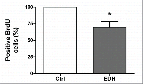 Figure 2. The hexane extract of Erythroxylum daphnites extract (EDH) decreases the proliferation of SCC-9 tongue carcinoma cells. Cell proliferation was measured using BrdU incorporation assay as described in methods. The treatment with EDH significantly decreased the proliferation of SCC-9 cells compared to control. *P < 0.01 vs. control (Student's t test).