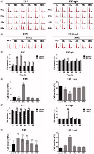 Figure 3. Radiation-induced G2/M arrest occurs less frequently in glioblatoma stem-like cells. (A) Cell-cycle analysis of U87 and U87-sph at different time points after irradiation with different doses. Representative images from three independent experiments are shown. (B) Cell-cycle analysis of U251 and U251-sph at different time points after irradiation with 8 Gy. Representative images from three independent experiments are shown. (C, D) The bar charts show the percentages of G2/M phase U87 and U87-sph (C) and U251 and U251-sph (D) at different time points after irradiation with 8 Gy (**p < .01, *p < .05, versus control, n = 3). (E, F) The bar charts show the percentages of S phase U87 and U87-sph (E) and U251 and U251-sph (F) at different time points after irradiation with 8 Gy (**p < .01, *p < .05, NS: non-significant, versus control, n = 3).