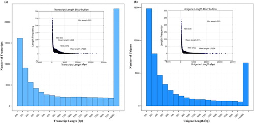 Figure 1. Distribution of the length of transcripts (a) and unigenes (b).Note: The inserts show the frequency distribution of the transcript length (a) and of the unigene length (b).