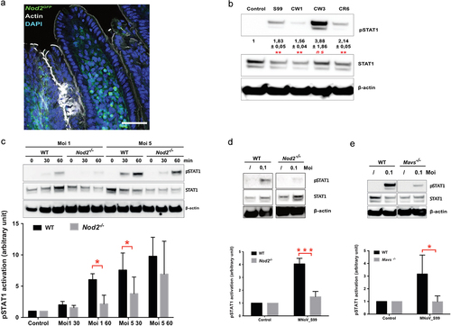 Figure 3. MNoV_S99 associated pro-inflammatory signaling is NOD2 and MAVS-dependent in myeloid lineage cells. a)- Representative image showing an intestinal villus from a Nod2GFP mouse. NOD2-GFP is shown in green, actin is stained with Phalloidin in gray and nuclei were stained with DAPI in blue; scale bare represents 50 µm. b)- Representative western blot showing STAT1 signaling pathway activation after 1 h infection (Moi 1) with the mentioned MNoV strains in BMDM. Below are shown quantification of pSTAT1 bands intensities normalized to β-actin and relative to mock-infected cells (n = 3, mean ± SEM), statistical differences were determined by one-way ANOVA test *p < 0,05, **p < 0,005. c)- STAT1 activation in response to MNoV_S99 (Moi 1 or 5) in BMDM from WT vs Nod2-/- infected for 30 or 60 minu. The lower panel shows quantification of pSTAT1, bands intensities normalized to β- actin and relative to mock-infected cells (n = 3, mean ± SEM). Statistical differences were determined by two-way ANOVA test *p < 0,05. d)- STAT1 activation in response to MNoV_S99 (Moi 0.1) in WT or Nod2-/- BMDM infected for 24 h. Relative quantification of pSTAT1 (n = 3, mean ± SEM) is shown in the lower panel, statistical differences were determined by two-way ANOVA test ***p < 0,0005. e)- STAT1 activation in response to MNoV_S99 (Moi 0.1) in BMDM from WT vs Mavs-/- infected for 60 min. Relative quantification of pSTAT1 (n = 4, mean ± SEM) are shown below. Statistical differences were determined by two-way ANOVA test *p < 0,05.