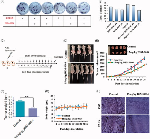 Figure 6. BSM-0004 inhibits tumour growth in vitro and xenograft nude mouse model. (A) Clonogenic activity of MCF7 cells was inhibited by long-term treatment of BSM-0004. (B) The total colonies were counted using ImageJ software (Bethesda, MD). (C) Diagrammatic presentation of establishment of xenograft and treatment with 15 mg/kg BSM-0004. (D) BSM-0004 inhibits MCF7 inoculated tumour growth in nude mice xenograft model. (E) Total 2.5 × 106 MCF7 cells were inoculated in right/left flanks of BALB/c nude mice. After 4th days of injection, mice treated with 15 mg/kg of BSM-0004 every second day of the experiment. Tumour volume was measured every second day. (F) Each bar represents the mean ± standard error of mean (SEM) of the tumour weight of four groups. (G) The mice body weight (g) was observed in every second day of the experiment. (H) Immunohistochemistry (IHC) staining for hCA IX and Ki67 in tumour sample (magnification: ×400).