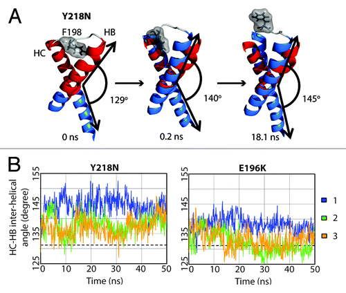 Figure 7. Change in interhelical angle between HB and HC in Y218N. (A) Structures in simulation 1 of Y218N. Only the HB-HC loop (gray), HB and HC (blue) are shown. The red helices represent the starting structure of residues 179–194 and 200–214, where the interhelical angle is defined between those two fragments of HB and HC. Interhelical angles between HB and HC for each snapshot are indicated. (B) Inter helical angle between HB and HC at 100 ps granularity. The average interhelical angle of the last 25 ns of the WT simulations is shown in dashed lines.