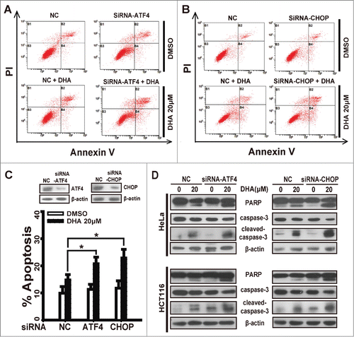 Figure 3. ATF4 or CHOP depletion enhances the sensitivity of tumor cells to dihydroartemisinin. After transfection with specifically targeted siRNA (ATF4 or CHOP) for 24 h, (A-C) HeLa cells treated with 20 μM DHA for 24 h, and quantification of apoptosis was performed using Annexin V/PtdIns followed by FACS analysis. Three independent experiments were performed and the values were expressed as the mean ± SD. *P < 0.05; **P < 0.01; ***P < 0.001. (D) HeLa and HCT116 were treated with 20 μM DHA for 24 h, after which PARP, caspase-3 and cleaved-caspase-3 protein levels were measured by protein gel blot analysis.