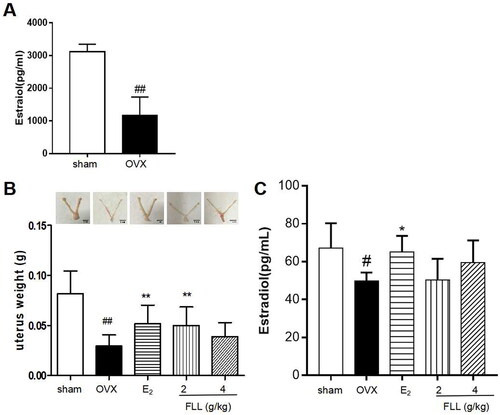 Figure 1. FLL suppresses uterine atrophy induced by OVX. (A) Estradiol concentrations were significantly diminished one week after OVX in all mice as detected by the ELISA kit. (B) Uterine atrophy in OVX mice after treatment with FLL at eight weeks. (C) The level of estradiol after treatment with FLL in OVX mice. ##p < 0.01 compared with sham; *p < 0.05 compared OVX (n = 10).