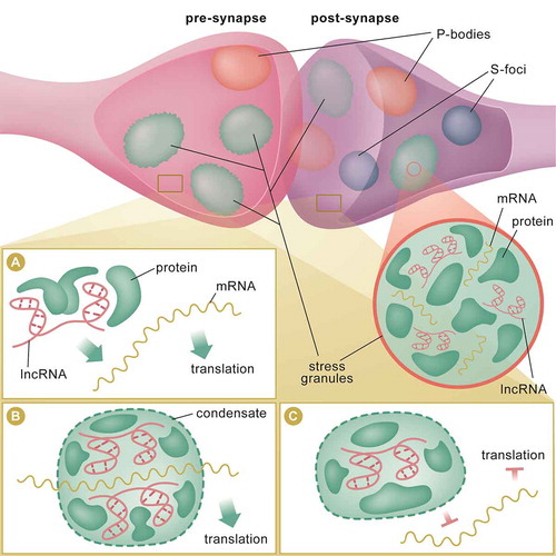 Figure 2. lncRNA mechanisms of action at the synapse. In the pre and post-synaptic compartments, lncRNAs may localize to membraneless condensates, such as stress granules, processing bodies (P-bodies) and silencing foci (S-foci) (top panel). These biomolecular structures may serve as reservoirs for RNAs and proteins. RNAs and proteins can travel in and out, or between these storage sites in response to learning-induced stimuli or stress. lncRNA may serve as guide to direct proteins, such as translation factors and helicases, to the mRNA for local translation (A). lncRNA may act as scaffold to bring 2 or more proteins (or RNAs) into close proximity to induce formation of condensates at sites of active translation (B). LncRNA-associated condensates may act as decoy to titrate away RBPs, such as translation initiation factors, from interacting with RNAs, and therefore, inhibits local translation at the synapse (C)