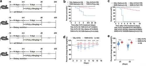 Figure 1. DR increases survival of 5-FU treated mice.