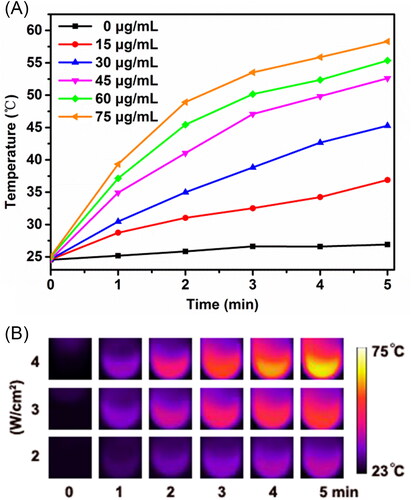 Figure 2. Photothermal effect of OMCNPI. (A) Temperature profiles of OMCNPI aqueous solution with different concentrations (0, 15, 30, 45, 60 and 75 μg/mL) by the 808-nm laser with a power density of 3.0 W/cm2 for 5 minutes. (B) Photothermal images of OMCNPI aqueous solution (45 μg/mL) recorded after an 808-nm laser irradiation with a power density ranging from 2 W/cm2 to 4 W/cm2 for 5 minutes.