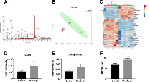 Figure 3 Effects of plumbagin on TCA efflux and NADH production. (A) TIC of intracellular metabolites in CRKp. (B) PCA score plots of intracellular metabolites in the CRKp with or without plumbagin treatment. Red, untreated control; green, plumbagin treated. (C) Clustered heatmap profiles of the relative abundance for significantly affected metabolites in CRKp treated with plumbagin. The colors indicate the relative abundance of significantly affected metabolites after plumbagin treatment. Blue, significantly decreased; red, significantly increased. Significant metabolites were selected based on P<0.05 and FC≧1.2 (one-way ANOVA). (D) Relative intensity of malate in CRKp. (E) Relative intensity of α-ketoglutarate in CRKp. (F) Measurement of intracellular NADH concentration. Results are displayed as mean±SEM. **P<0.01, ***P<0.001.