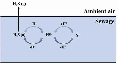 Figure 1. Conceptual model of the H2S emission process