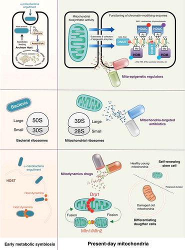 Figure 2. Mitostemness traits: New therapeutic opportunities against cancer stem cells. The bacterial origin of present-day mitochondria can drive decision-making signaling phenomena such as those governing the retention versus loss of cancer stemness. Accordingly, metabolic symbiosis-related mitonuclear communication (top panels), bacteria-related mitoproteome (middle panels), and ancient host-related mitochondrial fission/fusion dynamics (bottom panels) might introduce new molecular avenues to therapeutically target self-renewal and maintenance of the CSC phenotype. (SAM: S-adenosylmethionine; SAH: S-adenosylhomocysteine; NAD+: nicotinamide adenine dinucleotide; α-KG: alpha-ketoglutarate; FAD: flavin adenine dinucleotide; 2-HG: 2-hydroxyglutarate; Ac: acetylation; Me: methylation; DNMT: DNA methyltransferase; HDAC: histone deacetylase; HDM: histone demethylase; Drp1: dynamin-related protein 1; Mfn: mitofusin).