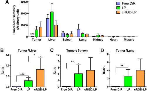 Figure 8 Quantitative analysis of ex vivo NIR fluorescence imaging. (A) The DiR fluorescence intensity of tumors and organs/tissues of the mice receiving DiR-loaded liposomes (cRGD-LP or LP) or free DiR. (B–D) Fluorescence intensity ratios of tumor to (B) liver, (C) spleen, and (D) lung. In figure (A), data are shown as mean ± SD (n = 6 for tumor, and n = 3 for organs/tissues). In figures (B–D), data are shown as mean ± SD (n = 6). **p < 0.01 and ***p < 0.001 for LP as compared with free DiR; #p < 0.05 for cRGD-LP as compared with LP.