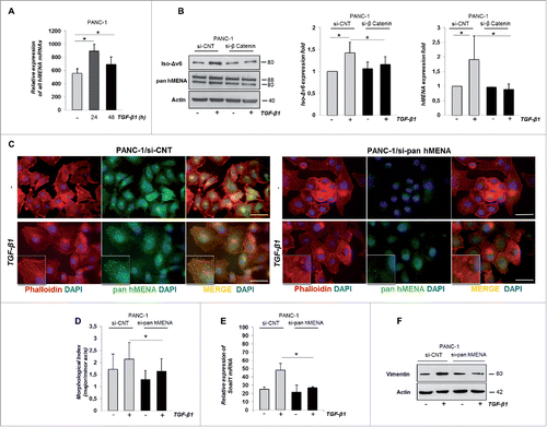 Figure 4. hMENA and Iso-Δv6 isoforms are upregulated by TGF-β1 via β-catenin and are required for the TGF-β1-mediated EMT. (A) qRT-PCR analysis of hMENA mRNAs in PANC-1 cells untreated or TGF-β1-treated (24–48 h). (B) Representative WB (left) and quantitative analysis of Iso-Δv6 (middle) and hMENA (right) expression in si-CNT or si-β−catenin PANC-1 cells untreated or TGF-β1-treated (48 h). (C) IF analysis of si-CNT (left) or si-pan hMENA (right) PANC-1 cells, untreated or TGF-β1-treated (48 h). Cells were stained with a pan hMENA antibody (green), F-actin detected by phalloidin (red), nuclei visualized with DAPI (blue). Magnification 63X. Scale bar: 50 µm. hMENA is relocated to actin stress fibers (inset) in TGF-β1-treated cells. Assembly of actin stress fibers (inset) is impaired in si-pan hMENA cells. (D) Quantitative analysis of cell morphology of PANC-1 si-CNT or si-pan hMENA cells, untreated or TGF-β1-treated, evidenced that the morphological index is reduced in si-pan hMENA PANC-1 cells. Data shown are the mean ± SD from two independent experiments. (E) qRT-PCR analysis of Snail1 mRNA expression in si-CNT and si-pan hMENA PANC-1 cells untreated or TGF-β1-treated (24 h). Data are reported as the mean ± SD of three independent experiments; *p ≤ 0.05. (F) WB analysis of vimentin expression in siCNT and si-pan hMENA PANC-1 cells untreated or TGF-β1–treated (48 h).