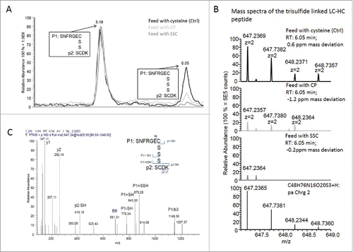 Figure 3. (A) Overlay of extracted ion chromatograms showing the relation between the LC-HC linkage with a disulfide bridge (elution at 5.18 min) and the LC-HC link with a trisulfide bridge (elution at 6.05 min). The black line corresponds to the control condition using cysteine-containing feed, light gray to the CP-containing feed and dark gray to the SSC-containing feed. (B) Mass spectra of the 3 samples showing the isotopic pattern compared with the theory and the mass accuracy. (C) Example of fragment ion spectrum of the trisulfide linked LC-HC peptide with annotation of the main peaks.