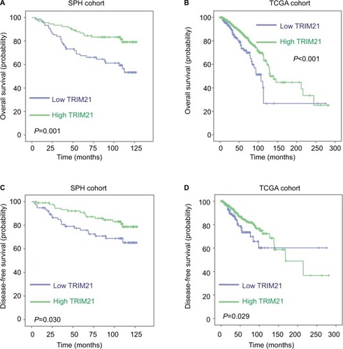 Figure 2 Decreased expression of TRIM21 is correlated with poor prognosis in breast cancer.Notes: Kaplan–Meier analyses were conducted to determine the correlation between TRIM21 expression and the overall survival (A, B) and disease-free survival (C, D) in both SPH and TCGA cohorts.Abbreviations: SPH, Shenzhen People’s Hospital; TCGA, The Cancer Genome Atlas; TRIM21, tripartite motif-containing protein 21.