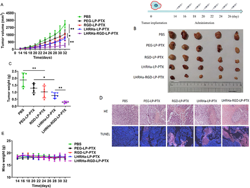 Figure 8 (A) Tumor volume profiles of A2780 tumor-bearing nude mice treated with different formulation groups for 32 days (n=5). *p < 0.05, **p < 0.01. (B) Photographs of excised tumors from A2780 tumor-bearing nude mice treated with various formulation groups. (C) Tumor weight of nude mice from all formulation groups (n = 5). *p < 0.05, **p < 0.01. (D) HE and TUNEL fluorescence staining of tumor tissue (HE: magnification ×200; TUNEL: magnification ×100). (E) Changes in body weight of A2780 tumor-bearing nude mice (n=5).