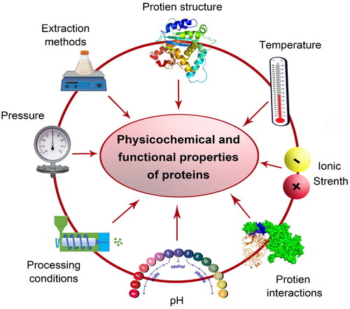 Figure 2. The potential environmental factors affecting the physicochemical and functional properties of proteins.
