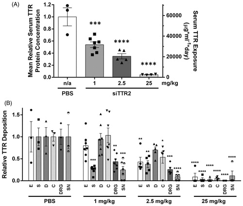 Figure 4. TTR tissue deposit regression correlates with RNAi-mediated knockdown of TTR. TTR tissue deposition in 15-month-old hTTR V30M HSF1± mice following repeat administration of PBS or siTTR2. (A) Mean relative serum TTR protein concentration (left y-axis) and total serum TTR protein exposure (right y-axis) during the 12-week course of treatment with PBS or siTTR2 at 1, 2.5 or 25 mg/kg. Each symbol represents the time averaged mean serum TTR protein concentration for each respective mouse, relative to PBS treated animals. The bar represents the group mean relative serum TTR protein concentration at a given dose level; error bars represent SEM. The treatment effect determined using 1-way ANOVA with Bonferroni’s multiple comparison test. (B) Relative TTR tissue deposition in: E, esophagus; S, stomach; D, duodenum; C, colon; SN, sciatic nerve; DRG, dorsal root ganglion. Bar height represents group mean relative deposition; error bar represents the SEM; individual data point for each animal displayed as symbols within the bar. The treatment effect determined using 2-way ANOVA with Bonferroni’s multiple comparison test. Group size: PBS, n = 3; 1 mg/kg, n = 7; 2.5 mg/kg, n = 5, 25 mg/kg, n = 4. Statistical analyzes: *p < 0.05, **p < 0.01, ***p < 0.001, ****p < 0.0001.